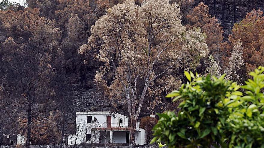 Contraste del verde del naranjo y el área quemada en 2016. | VICENT M. PASTOR