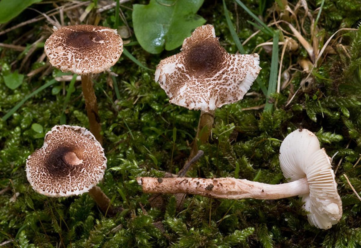 ’Lepiotas subincarnatas’. ’Lepiotas subincarnatas’.