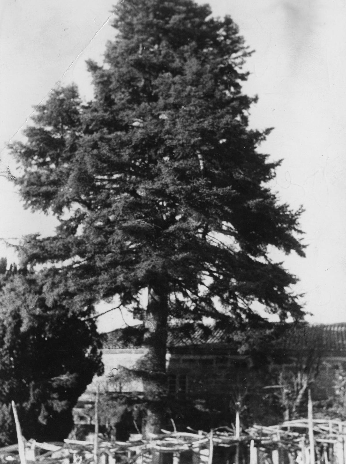 Araucaria plantada co gallo do nacemento de Otero Pedrayo en Trasalba e que caeu por un temporal e á que lle dedicou un poema, «Ao meu irmán».
