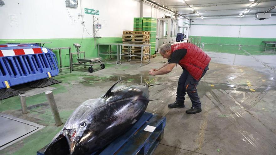 Asturias, refugio climático del "rey de todos los peces": el atún rojo