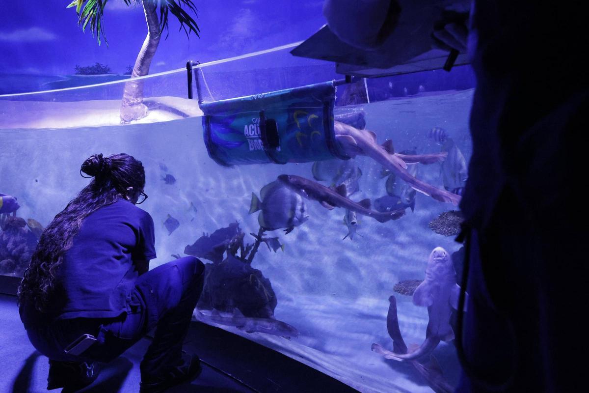 El trabajo de los profesionales del Acuario de Gijón, que alcanza sus 20 años de actividad, en imágenes.