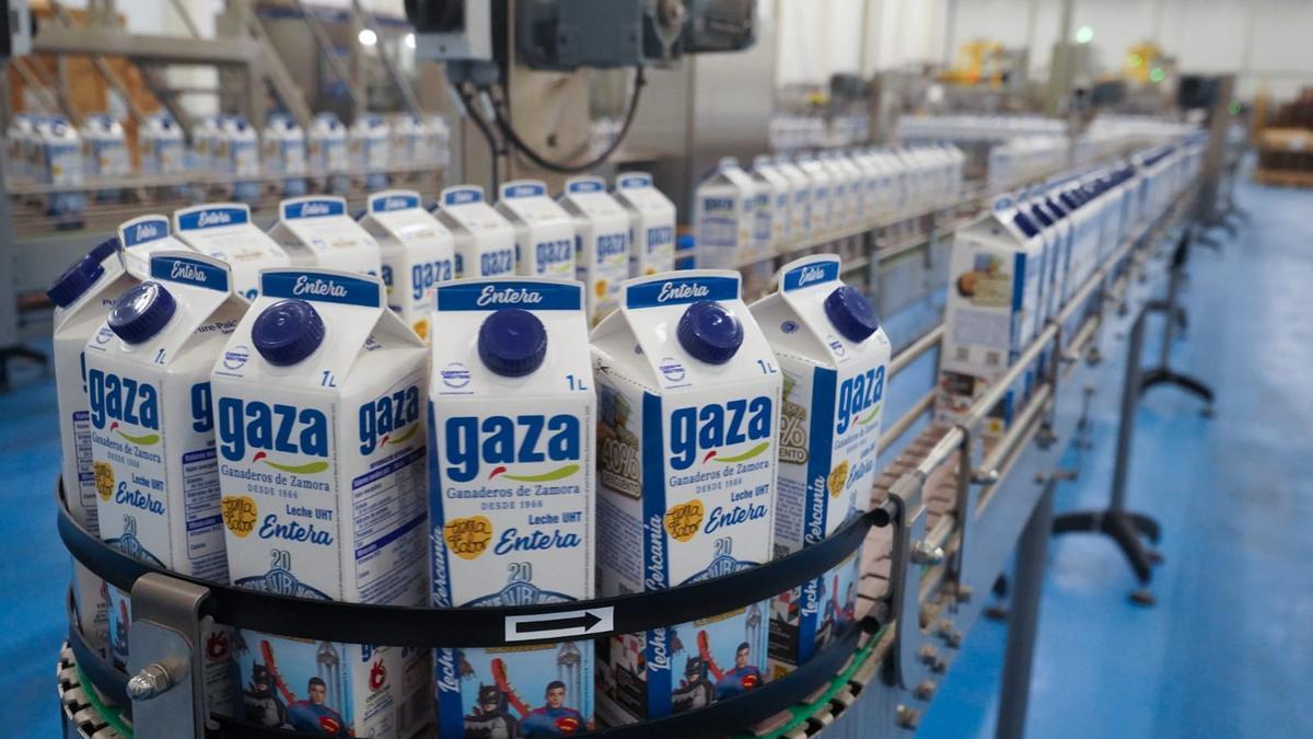 Cadena de producción de Leche Gaza en su nueva fábrica de Coreses.