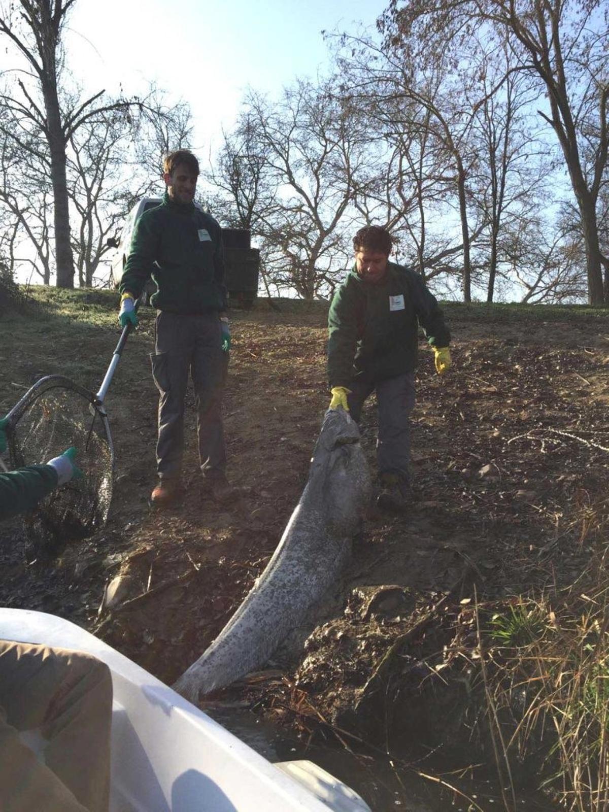 Plataforma Ecologista Madrileña advierte del riesgo en los ríos madrileños por las especies invasoras