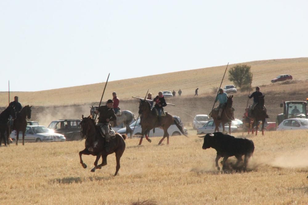 Encierro en Cañizal.