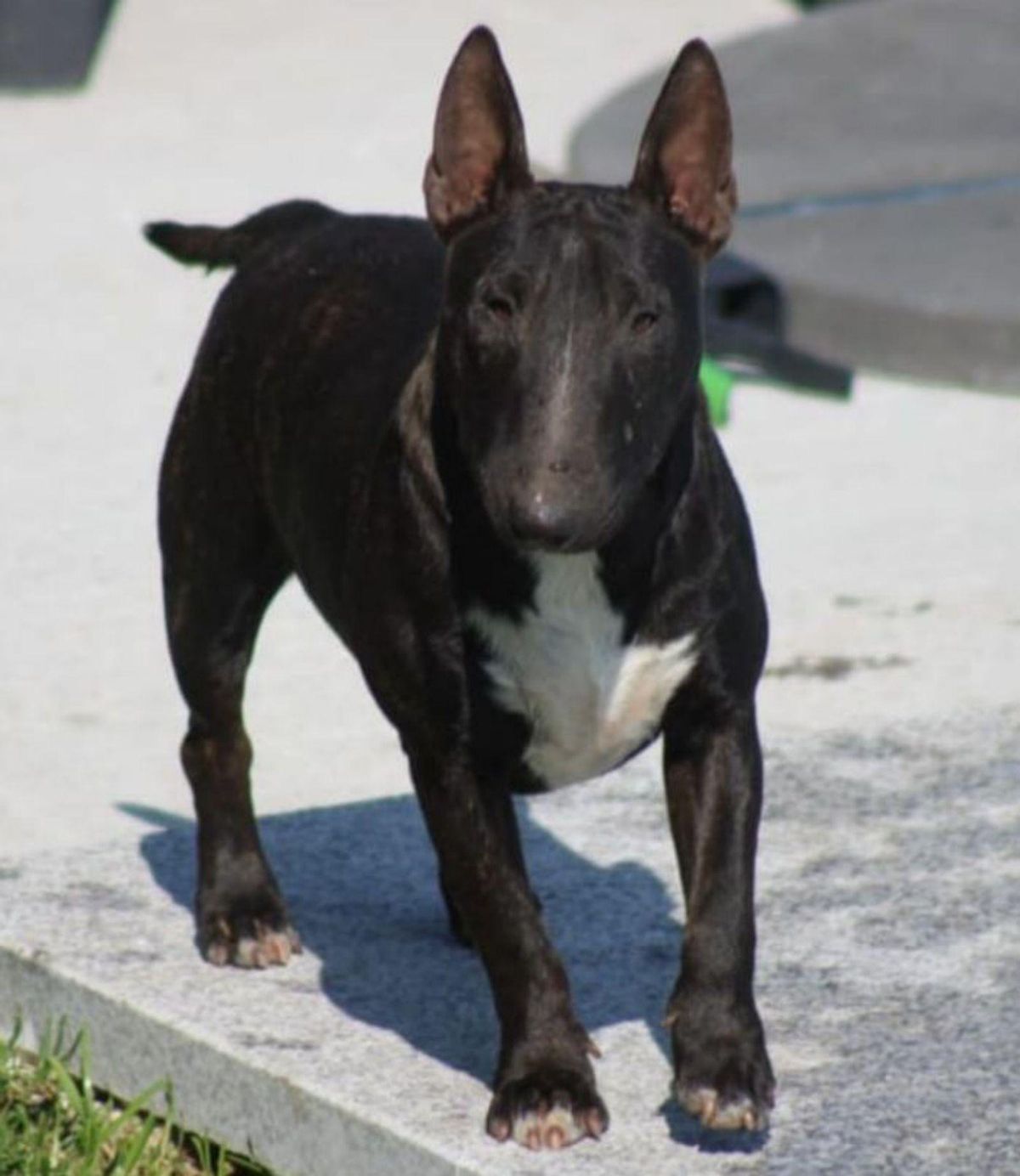 Kenia, Bull Terrier, desaparecida en Mos. | // D.P.