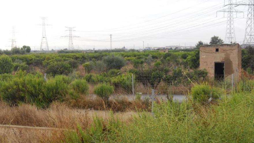 Imagen de un campo de naranjos abandonados.