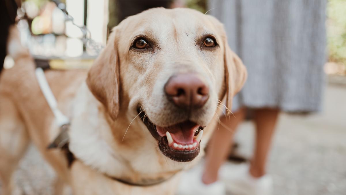 Así ha sido la exhibición de perros guía de la ONCE en Palma