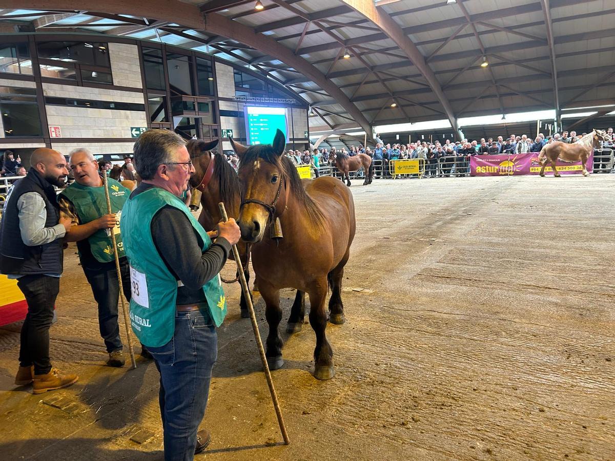 EN IMÁGENES: Concurso de Ganado Equino de la Montaña Asturiana en Pola de Siero EN IMÁGENES: Concurso de Ganado Equino de la Montaña Asturiana en Pola de Siero