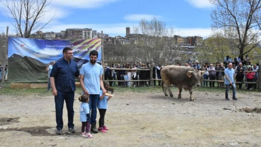Celebren el concurs de la Vaca Bruna dels Pirineus