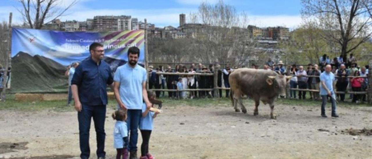 Celebren el concurs de la Vaca Bruna dels Pirineus  | DIARI DE GIRONA