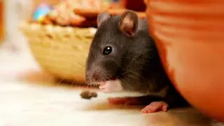 ¿Qué pasa si mato una rata? Esto dice la nueva Ley de Bienestar Animal