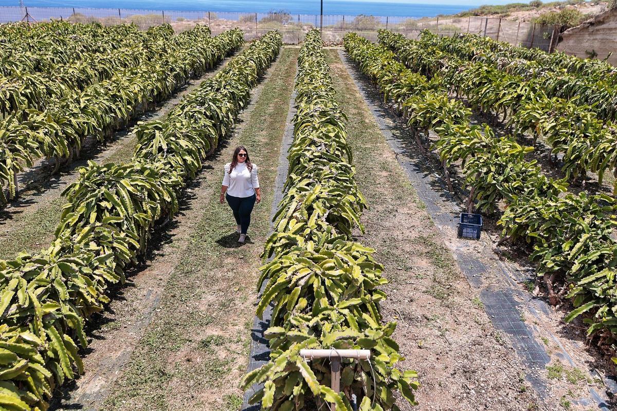 Finca de pitayas de la empresa Pitaber en Arico, en el sur de Tenerife.