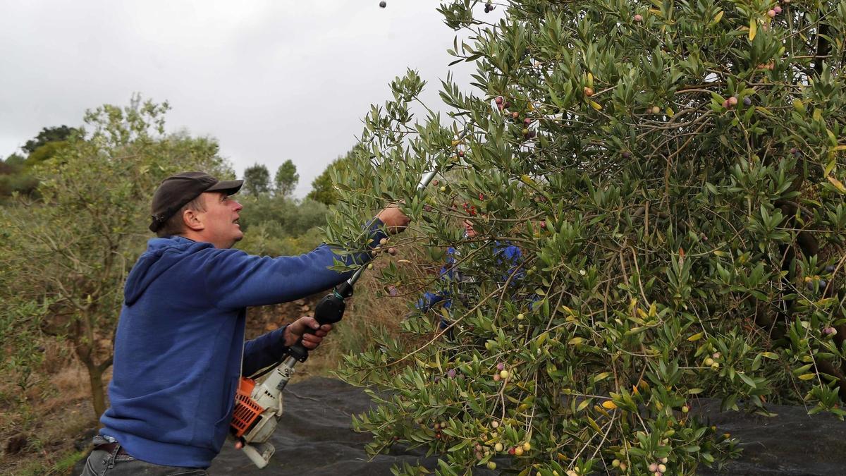 Un hombre recoge aceitunas en imagen de archivo.