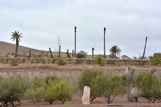 PALMERAL ENFERMO EN EL LAZO Y EL FONDILLO