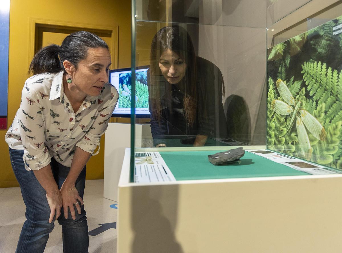 La nueva especie es un holotipo mundial que fue descubierta en una mina de carbón de León y que ha sido donado por José Luis Garrido