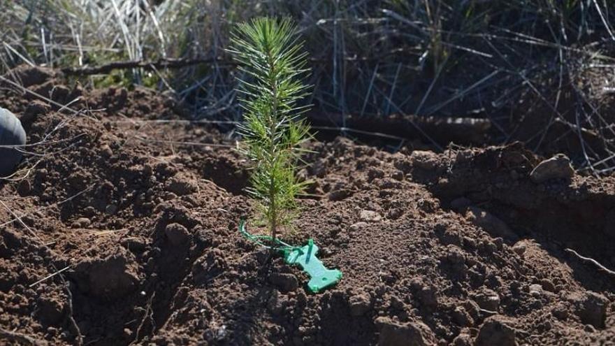 El CTFC participa en un projecte per millorar la recuperació post-incendi