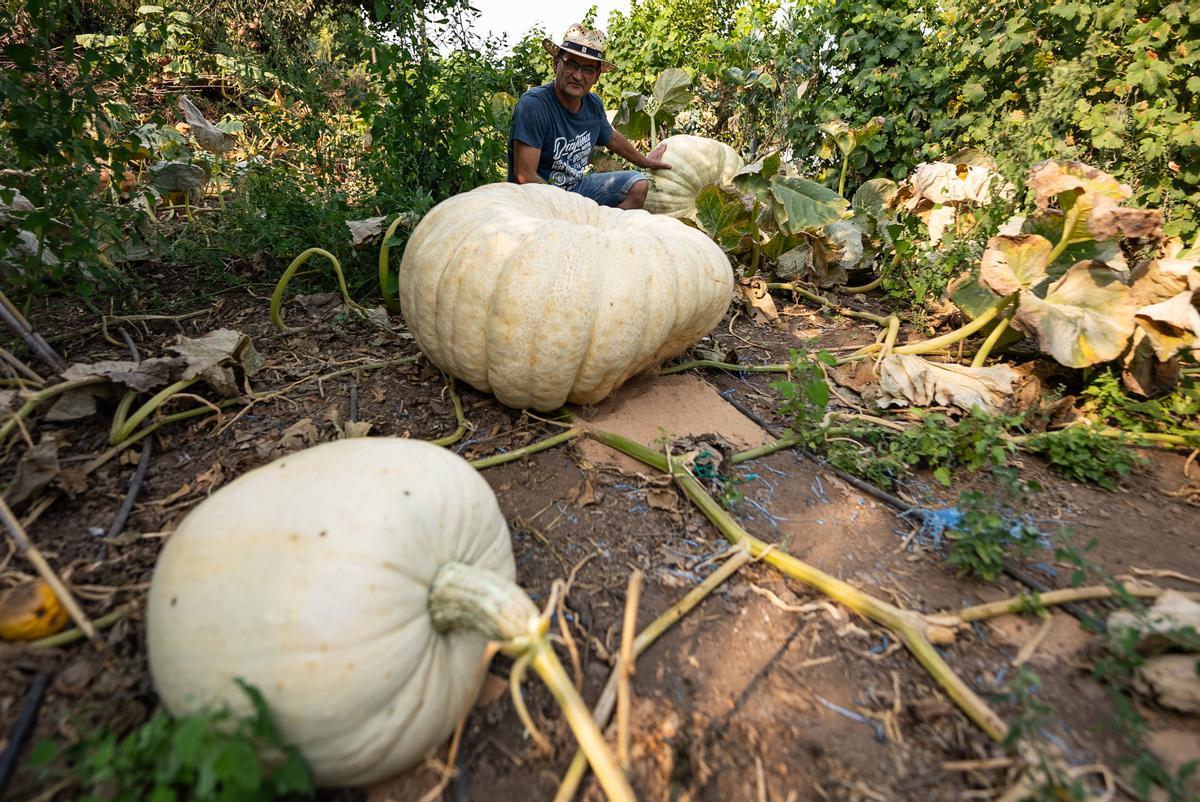 Luis García con sus calabazas.