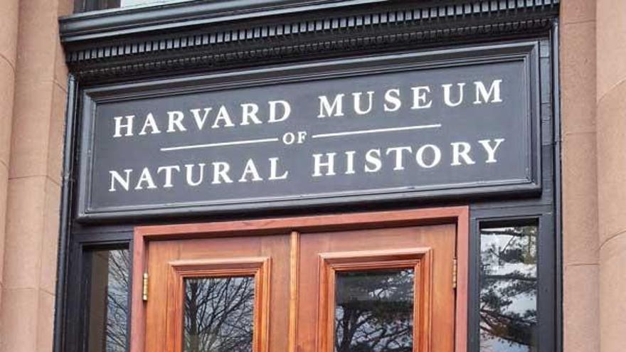 La investigadora Patricia Sanmartín, en la Universidad de Harvard.