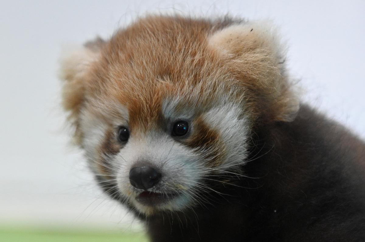 Dos cachorros de panda rojo, presentados en Yokohama