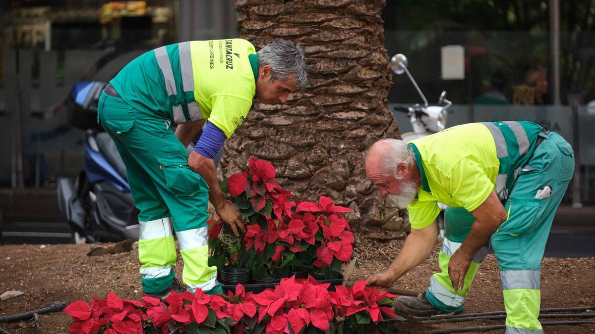 Operarios municipales colocan flores de pascua en las calles de Santa Cruz de Tenerife.