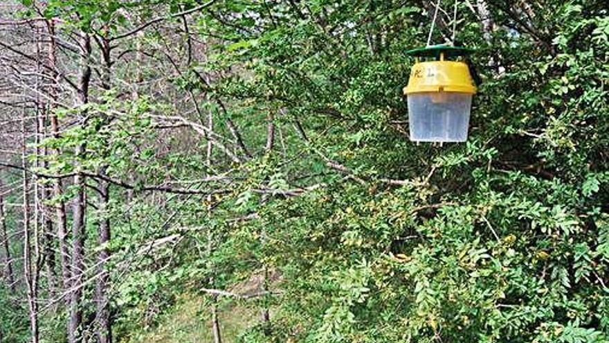 Una de les trampes posades per capturar erugues del boix i fer-ne el seguiment.