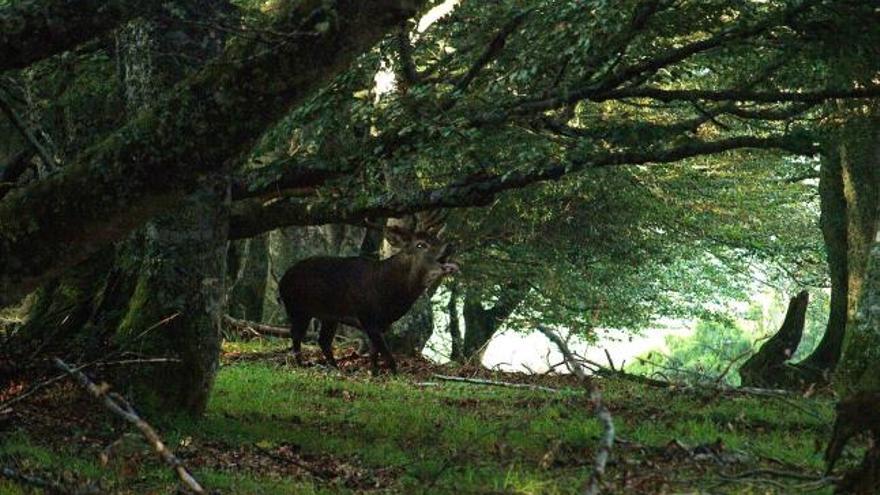 Un venado en plena berrea, en los bosques del Parque Natural de Somiedo, el año pasado.