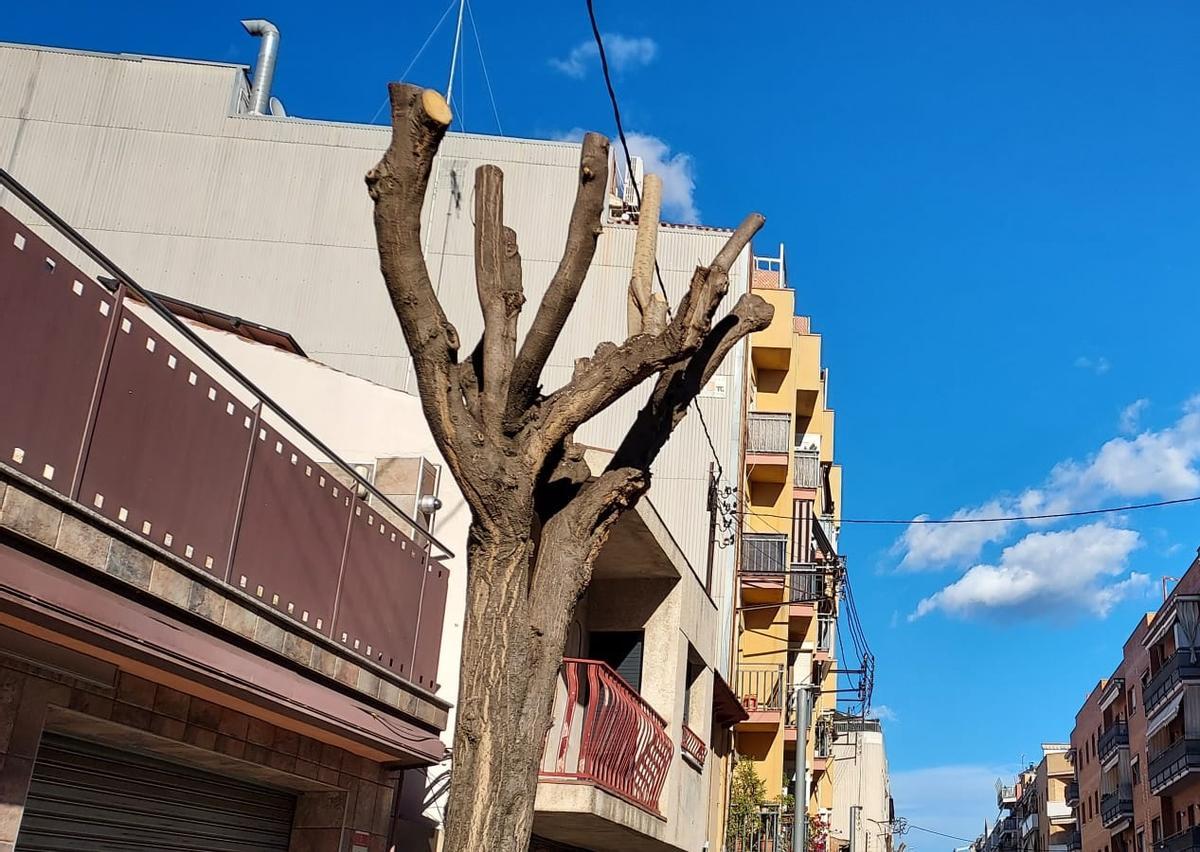 Mollet dona el tret de sortida a la campanya hivernal de poda de l’arbratge públic