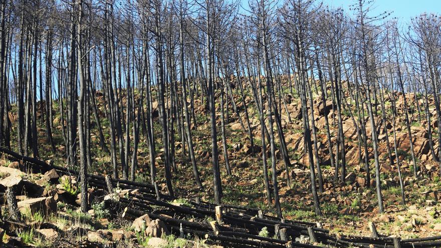 La Junta iniciará este lunes la segunda fase del plan de recuperación de Sierra Bermeja