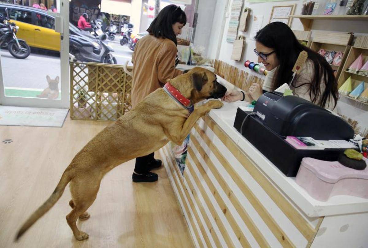 Lucy del Vacchio, la dueña de Snouts, atiende a un cliente en su primera pastelería canina.