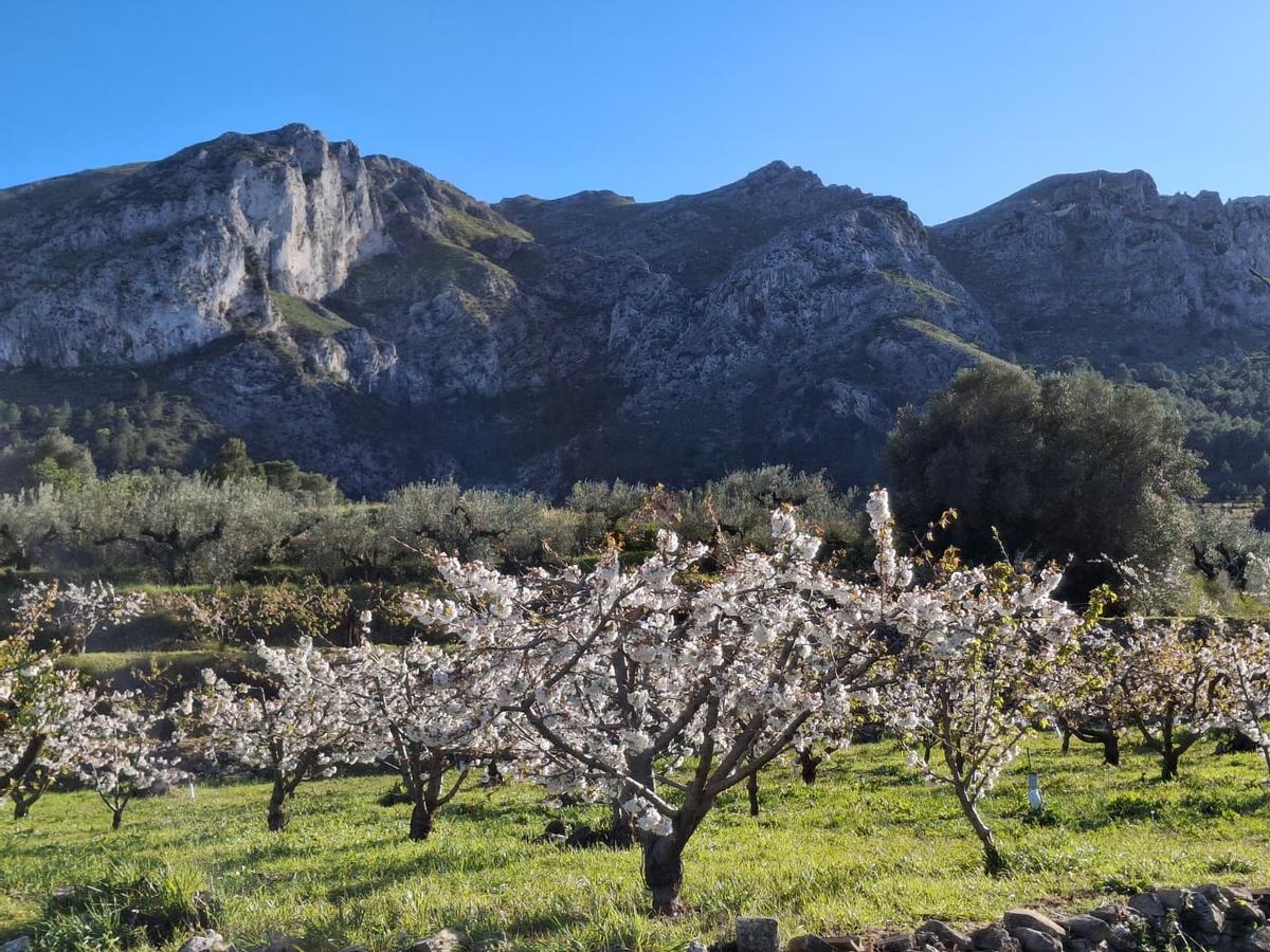 Florecen los cerezos: paisaje moteado de blanco en la Vall de Gallinera (imágenes)