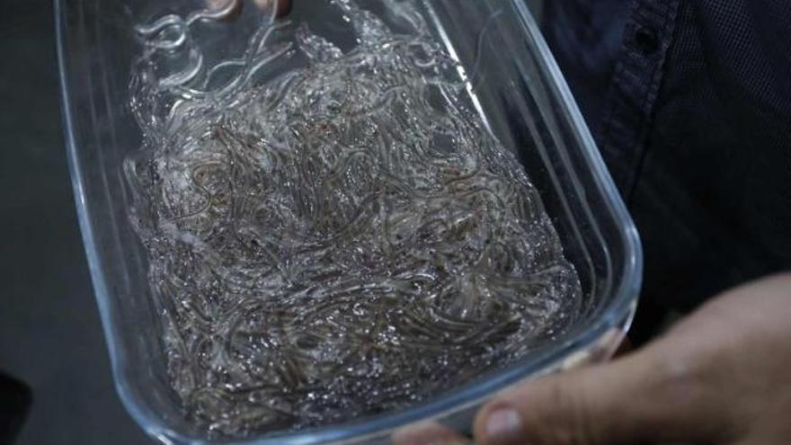 Interceptan más de cien kilos de angulas en Barajas para enviar a Hong Kong