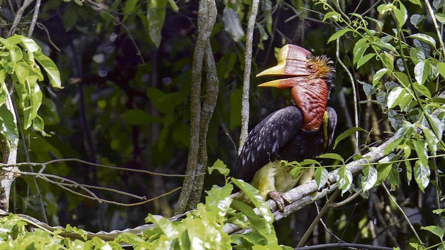 Un macho de cálao de yelmo en su hábitat. BirdLife International