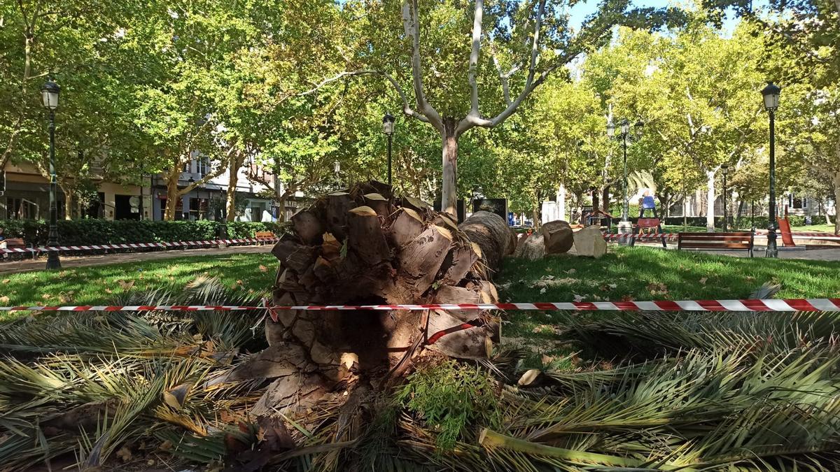El Ayuntamiento ha talado la palmera de la Plaza de los Sitios afectada por el picudo rojo.