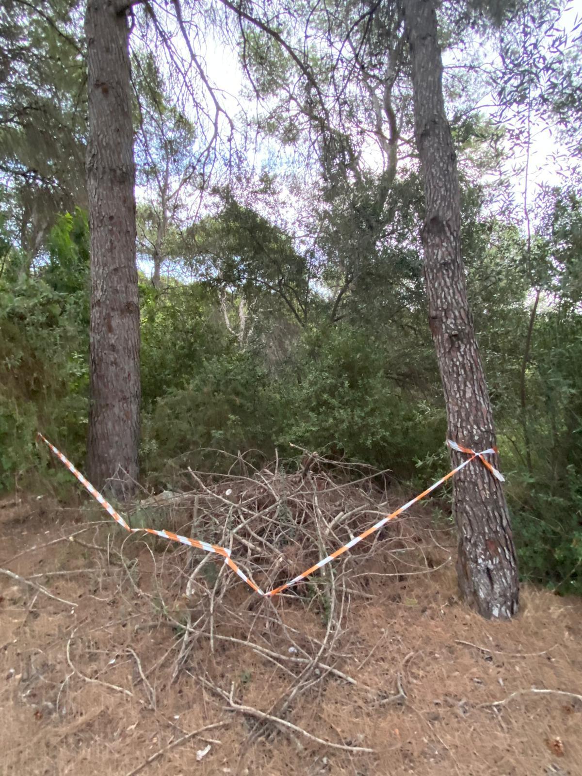 Una acumulación de madera en la parcela.