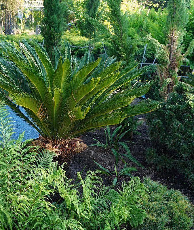 O Jardim da Evoluçâo.jpg