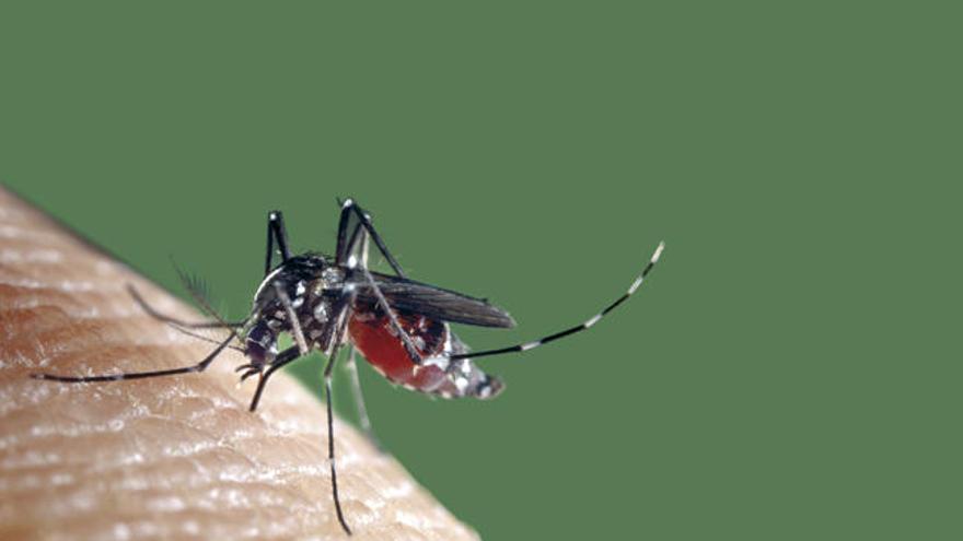 Prevenir las picaduras de los mosquitos es posible // FARO