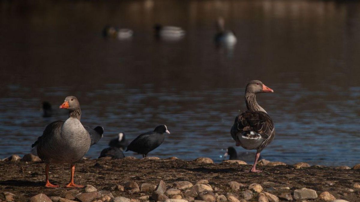 Aves al sol en las Lagunas de Villafáfila. | Emilio Fraile