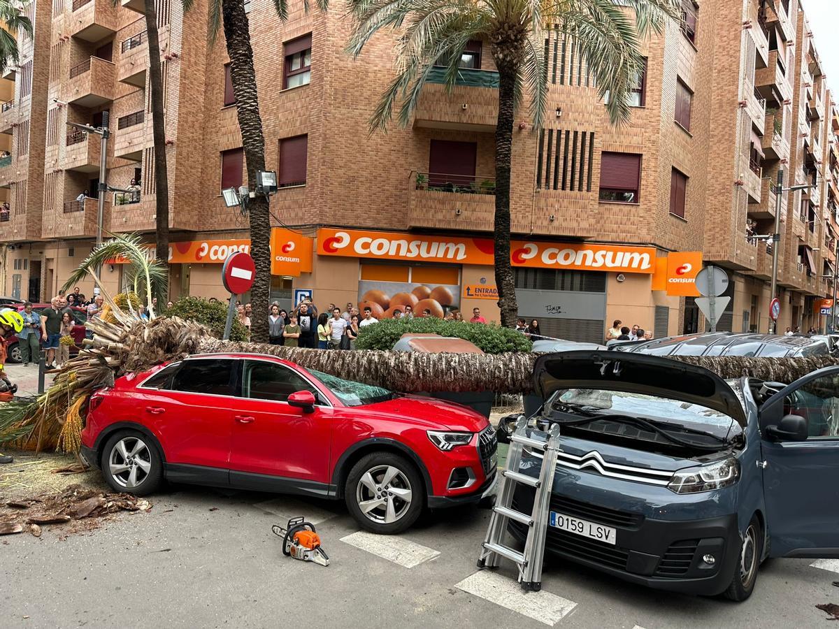 La palmera ha caido sobre tres vehículos en la avenida San Valeriano de Torrent.