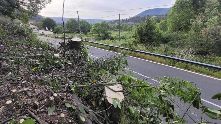 Denuncian un «arboricidio» en la OU-402, que conecta Ourense con Castrelo de Miño