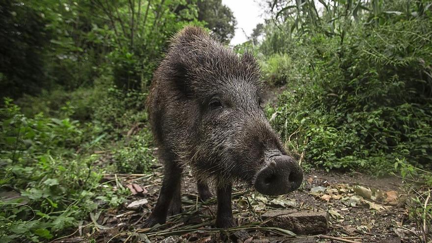 1.700 euros de multa por perseguir, atropellar y matar a un jabalí en Doñana