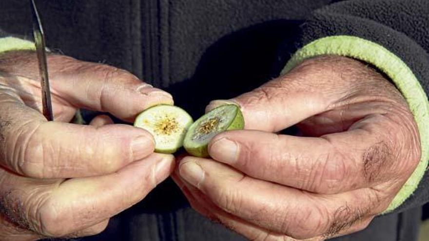 Die ersten Früchte des Wildfeigenbaums sind reif, aber nicht essbar.