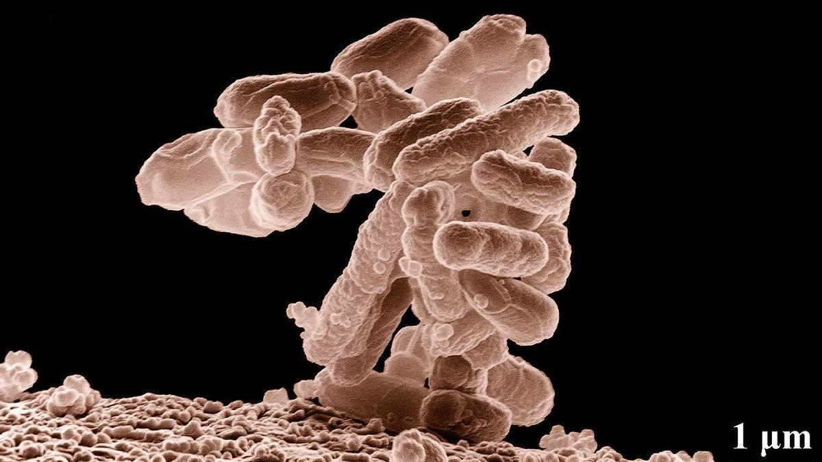 Micrografía electrónica de un cúmulo de bacterias E. coli ampliado cien mil veces. Cada cilindro redondeado es un individuo