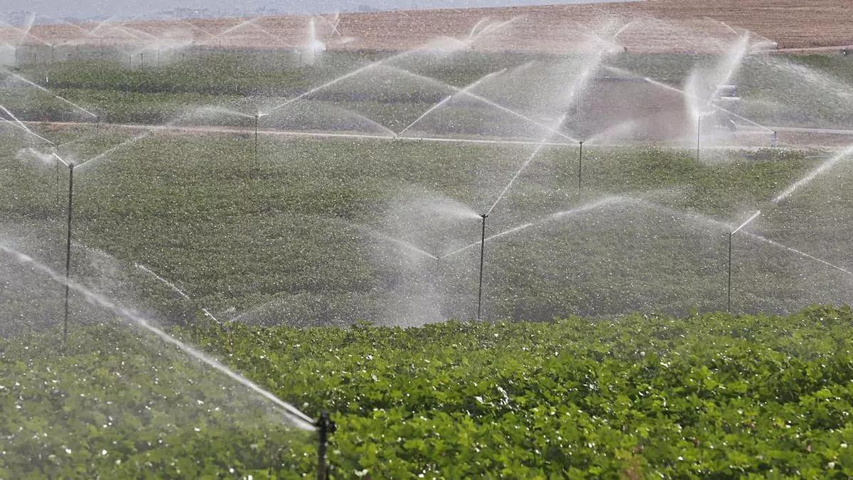 Cultivo de regadío en Córdoba.
