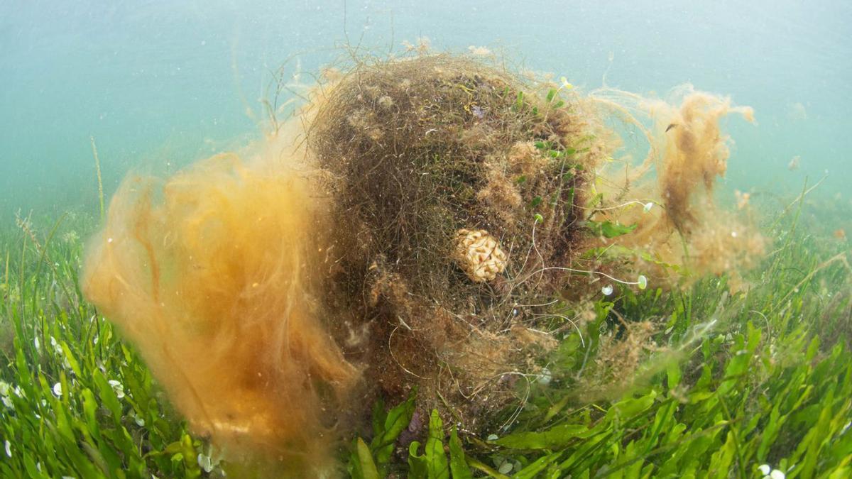 Una nacra, cubierta de alga filamentosa fotografiada en mayo.  | JAVIER MURCIA / ANSE