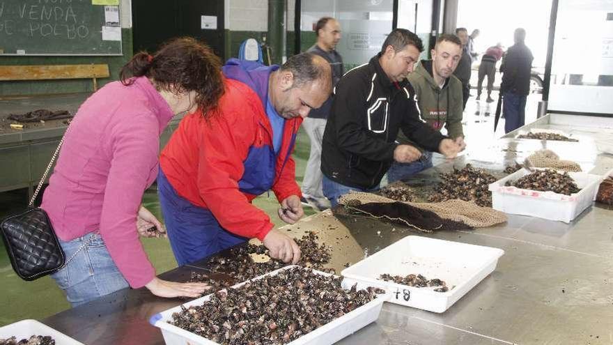 Los percebeiros de Bueu escogen, ayer, el producto antes de la subasta. // Santos Álvarez