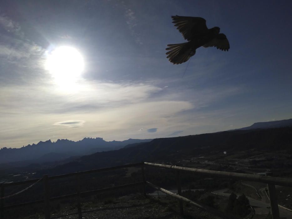 Falcó. Amb un sol enlluernador, núvols i al fons les muntanyes de Montserrat, el falcó volava lliurament buscant aliment.