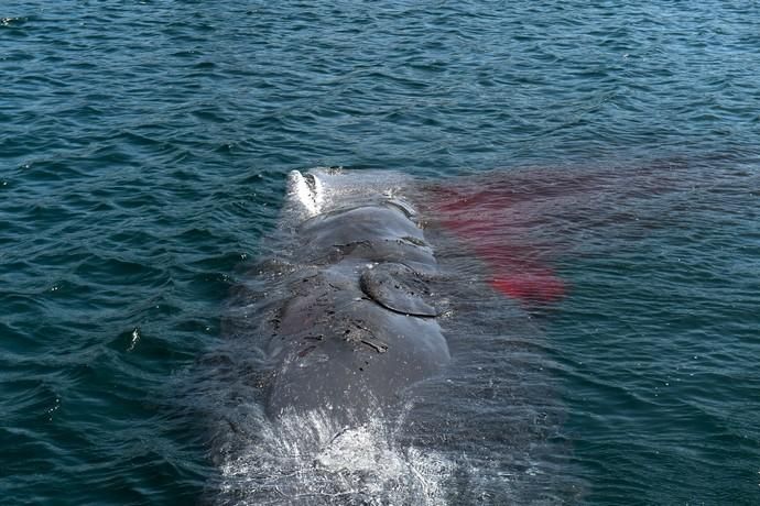 TELDE  13-03-19   TELDE. Localizan a una ballena cachalote hembra de nueve metros muerta flotando en la costa de Telde, la cual fue trasladada hasta el muelle de Taliarte a la espera de sus traslado al vertedero de Juana Grande donde le practicaran la necropsia. FOTOS: JUAN CASTRO