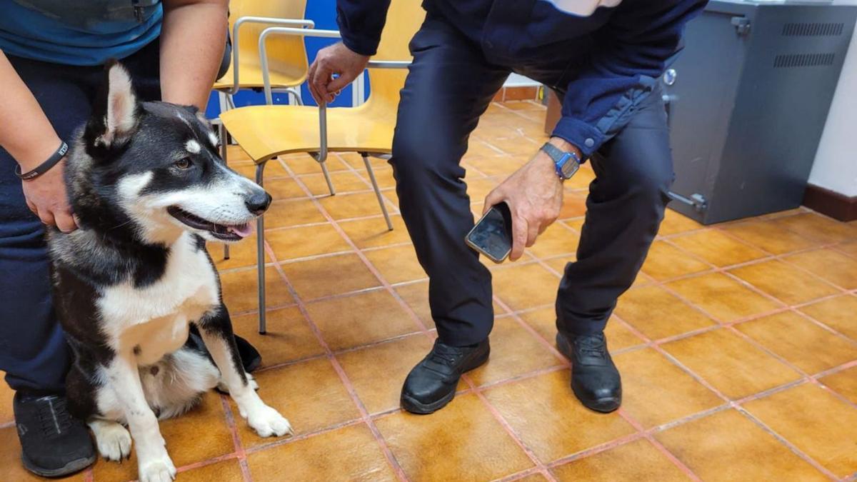 La insistencia de los vecinos y de las protectoras salva a ‘Thor’ del maltrato 