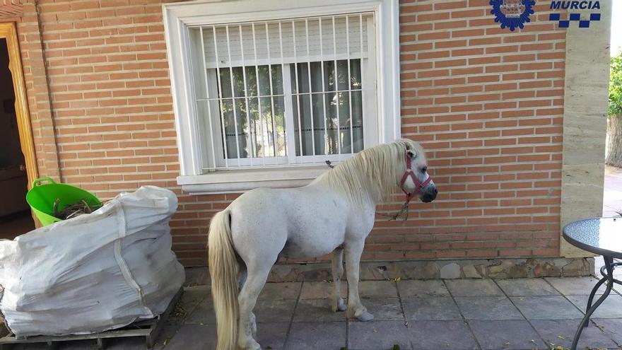 Localizan un poni deambulando por la carretera en Aljucer