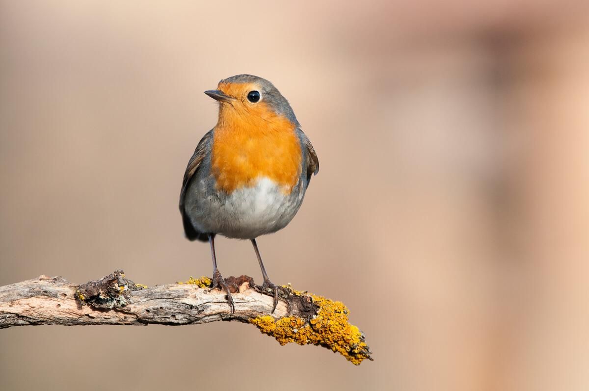 El petirrojo es una especie muy abundante en España